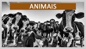 Animais